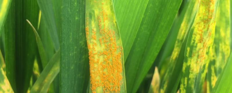 小麦条锈病的防治方法