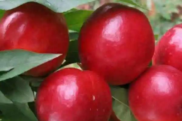 油桃几月份成熟