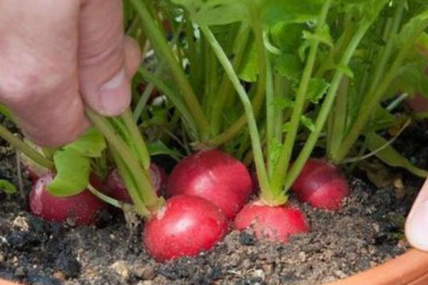 红萝卜几月份种