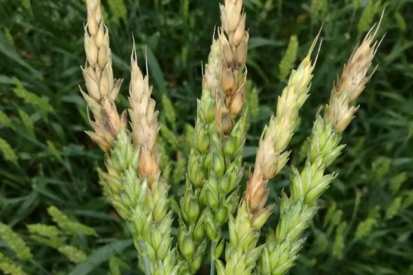 小麦赤霉病症状