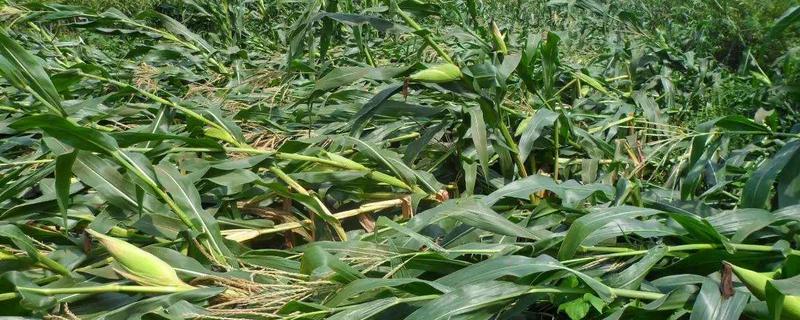 易倒伏是缺什么肥