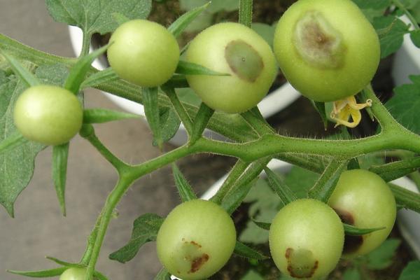 脐腐病打什么农药