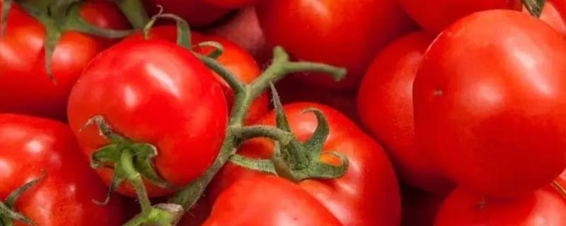 西红柿是哪个季节的