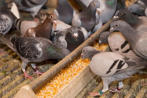 鸽子吃什么食物长得大又壮又肥