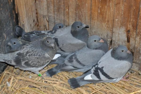 鸽子吃什么食物长得大又壮又肥