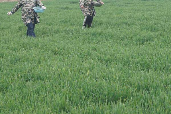 小麦防病打什么药