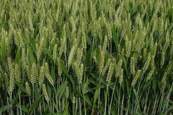 冬小麦生长周期