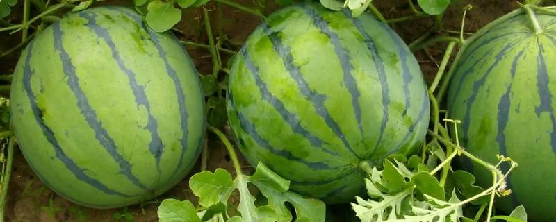 西瓜从坐果到成熟需要多少天
