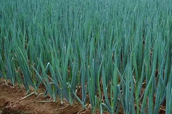 葱要施什么肥料才长得好