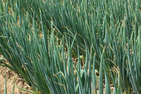 葱要施什么肥料才长得好