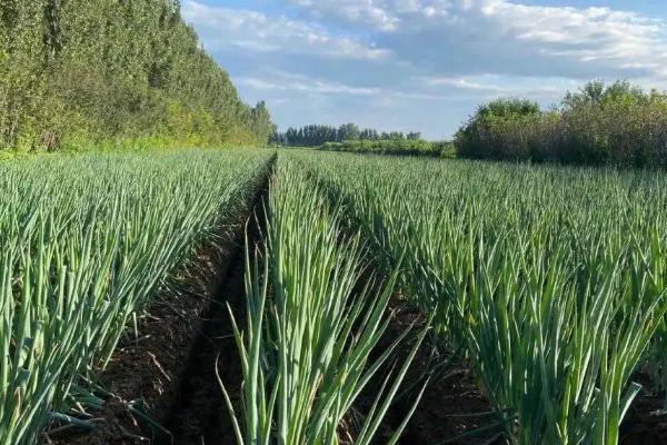 葱要施什么肥料才长得好