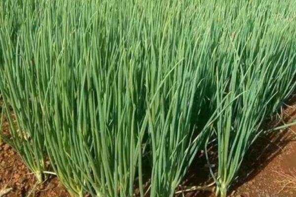 小葱用什么肥料长得粗