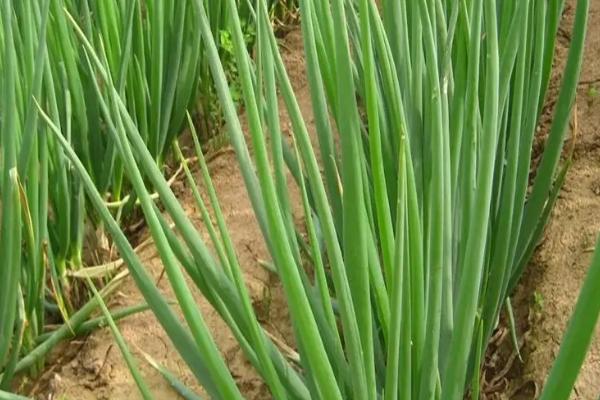 有机肥栽大葱行不行