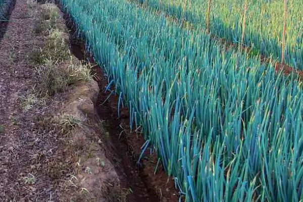 有机肥栽大葱行不行