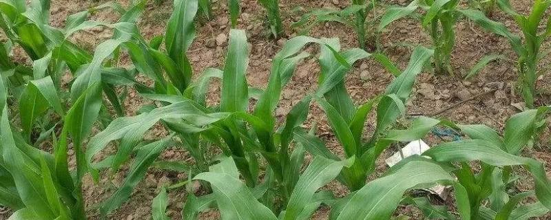 玉米苗出土后防治害虫打啥药