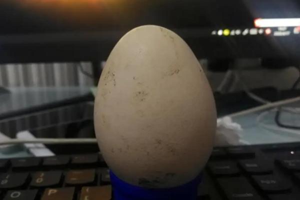 孔雀蛋孵化温度和湿度是多少