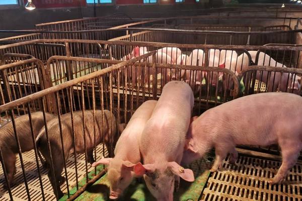 养猪一般多久可以出栏