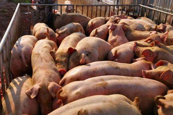 养猪一般多久可以出栏