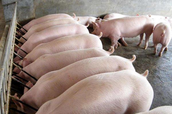 养猪一般多久可以出栏