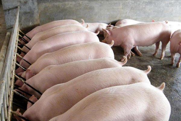 养猪出栏一般多重