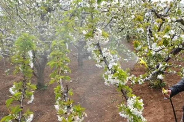 磷酸二氢钾叶面肥喷施的用量