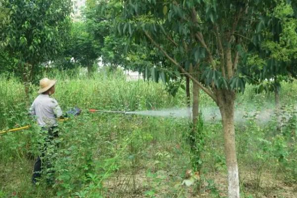 磷酸二氢钾叶面肥喷施的用量