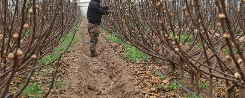 无花果树修剪时间和方法