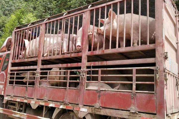 养猪出栏是什么意思