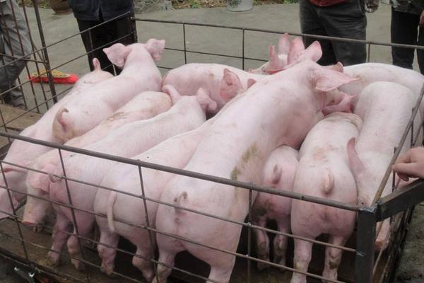养猪出栏是什么意思