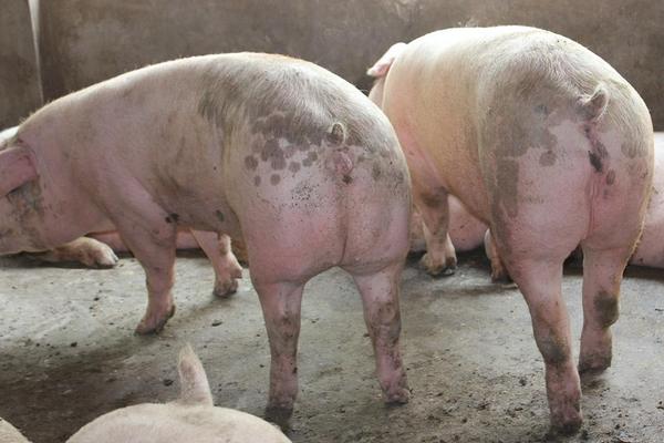 养猪出栏是什么意思