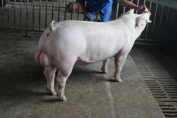 养猪出栏是什么意思