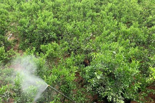 氯氰毒死蜱主要杀什么虫