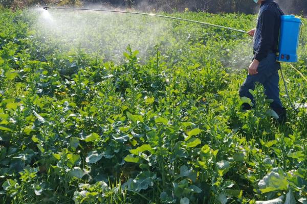 氯氰毒死蜱主要杀什么虫