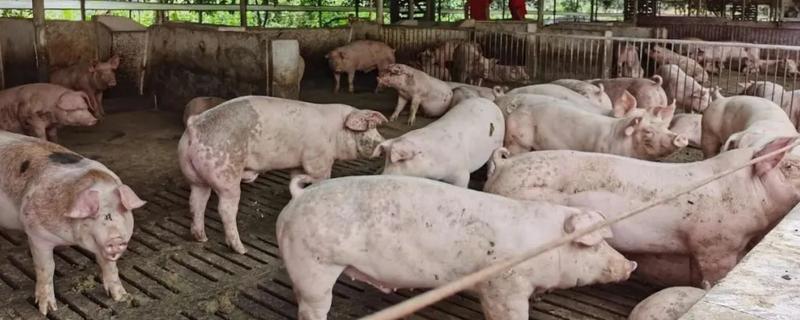 养猪一年可以出栏几次