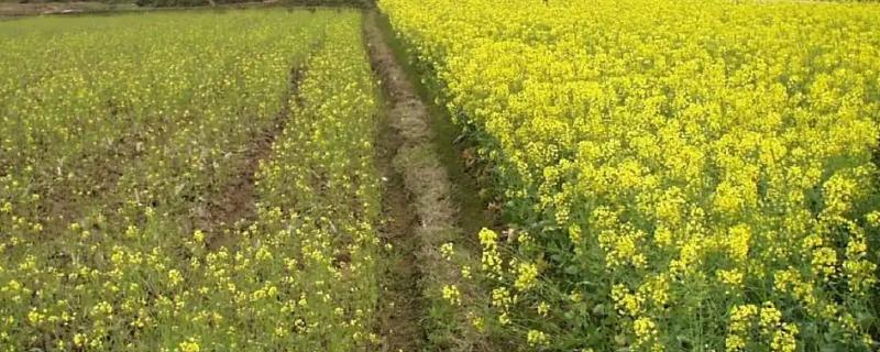 一亩油菜籽产量多少斤