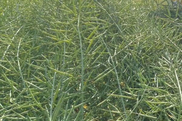 一亩油菜籽产量多少斤