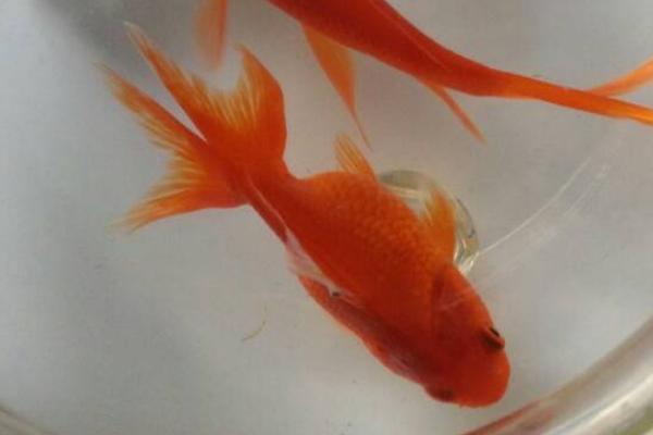 养金鱼几天换一次水