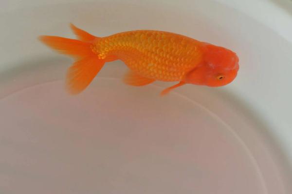 养金鱼几天换一次水