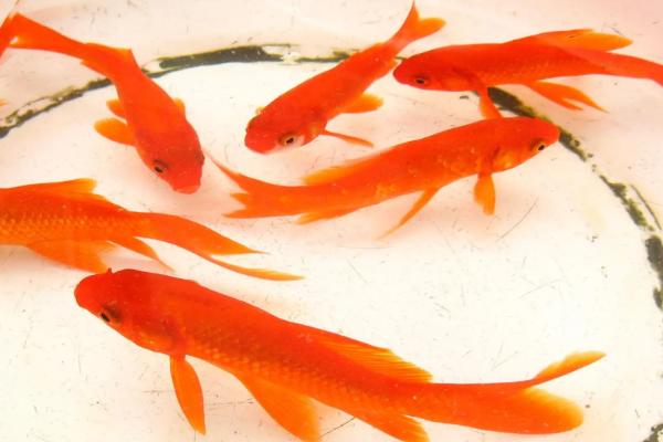 养金鱼几天换一次水