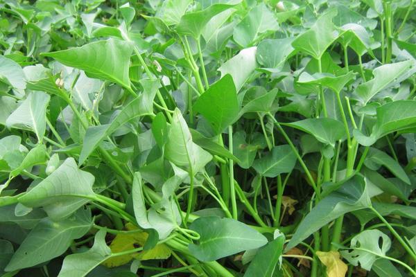 六月份种什么瓜果蔬菜