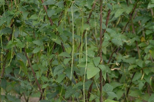 六月份种什么瓜果蔬菜