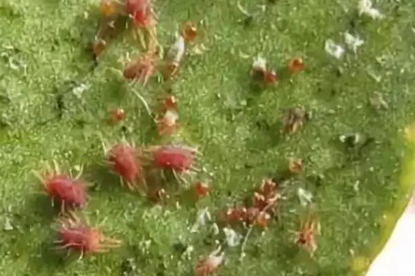 吡虫啉可以杀死红蜘蛛吗