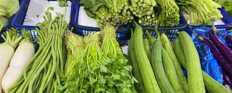 南方7一8月份种什么蔬菜