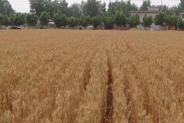 小麦九成熟的标准