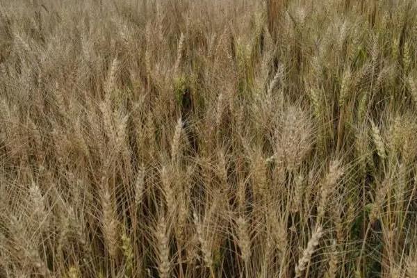 小麦九成熟的标准