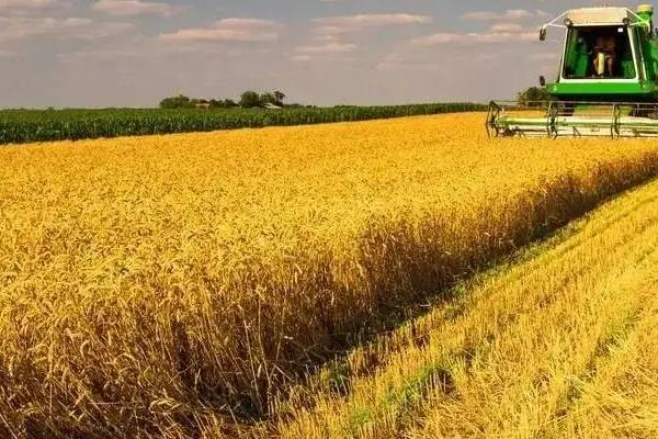 小麦九成熟的标准