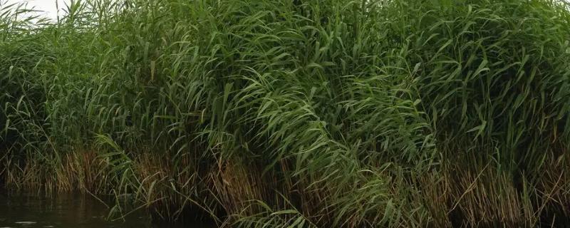 叭叭滴除草剂能除芦苇吗