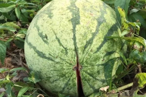 西瓜防裂果配方