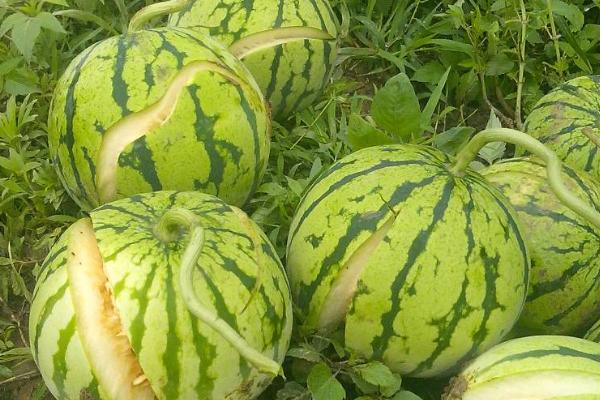 西瓜防裂果配方