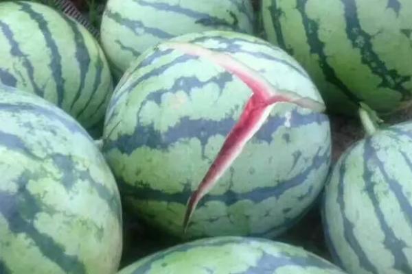西瓜防裂果配方
